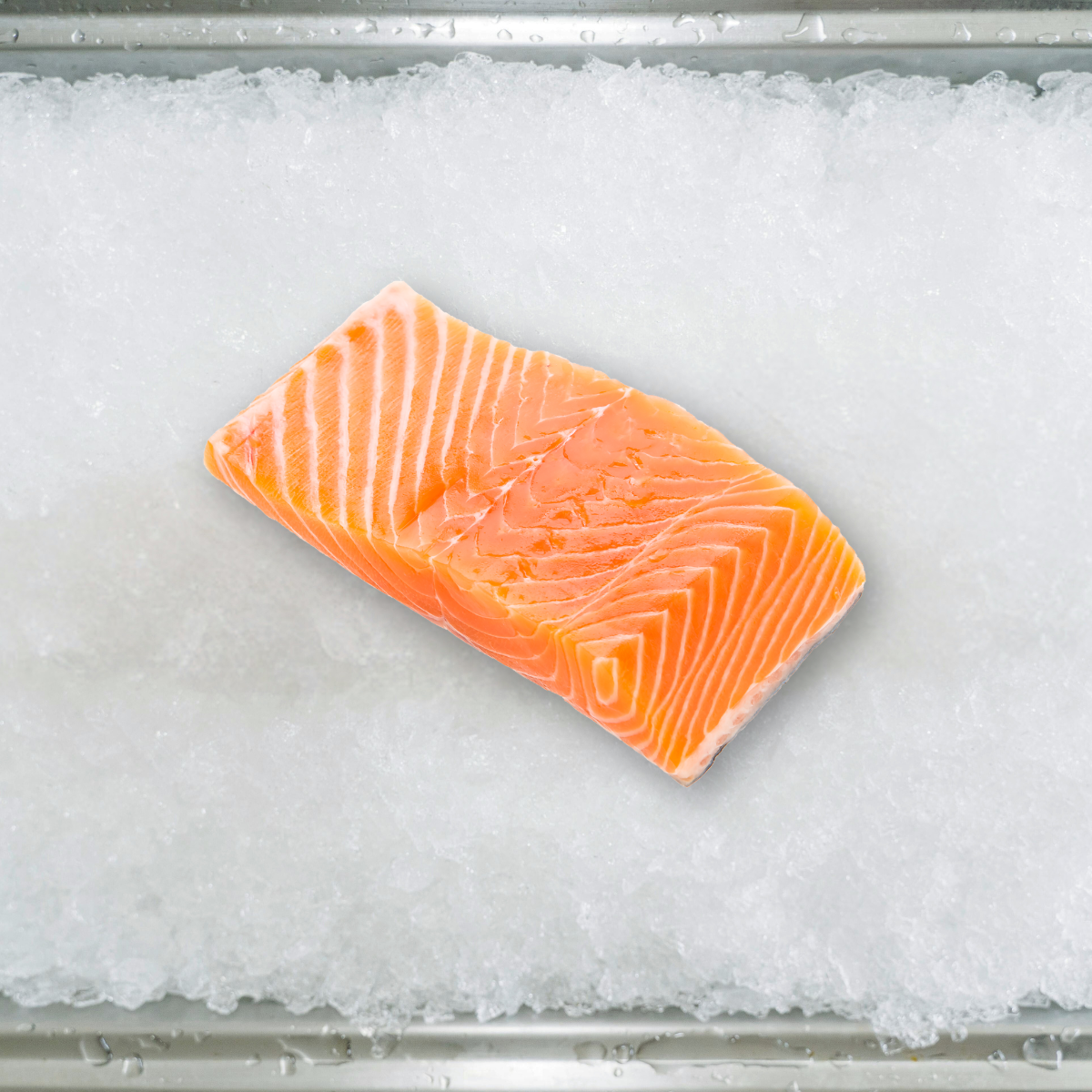Sea Trout