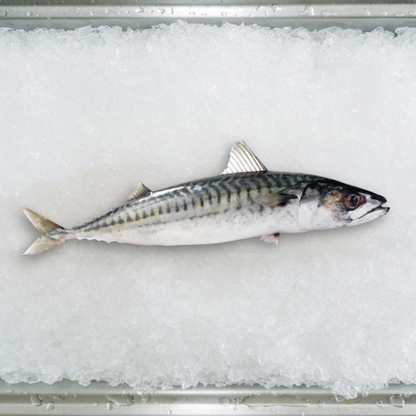 Mackerel