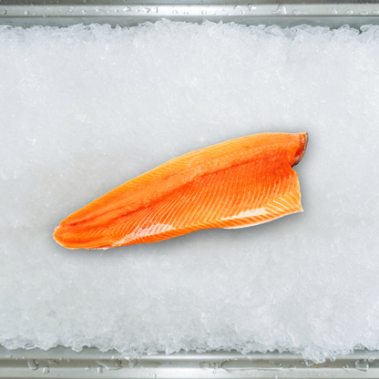 Rainbow Trout