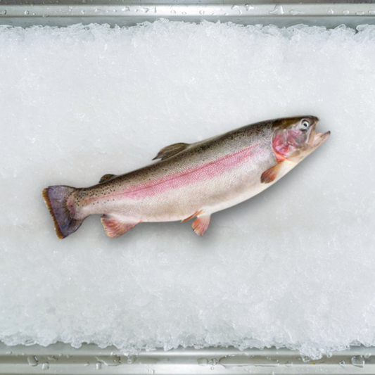 Rainbow Trout