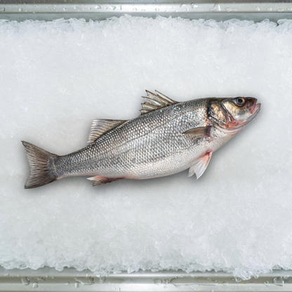 Sea Bass