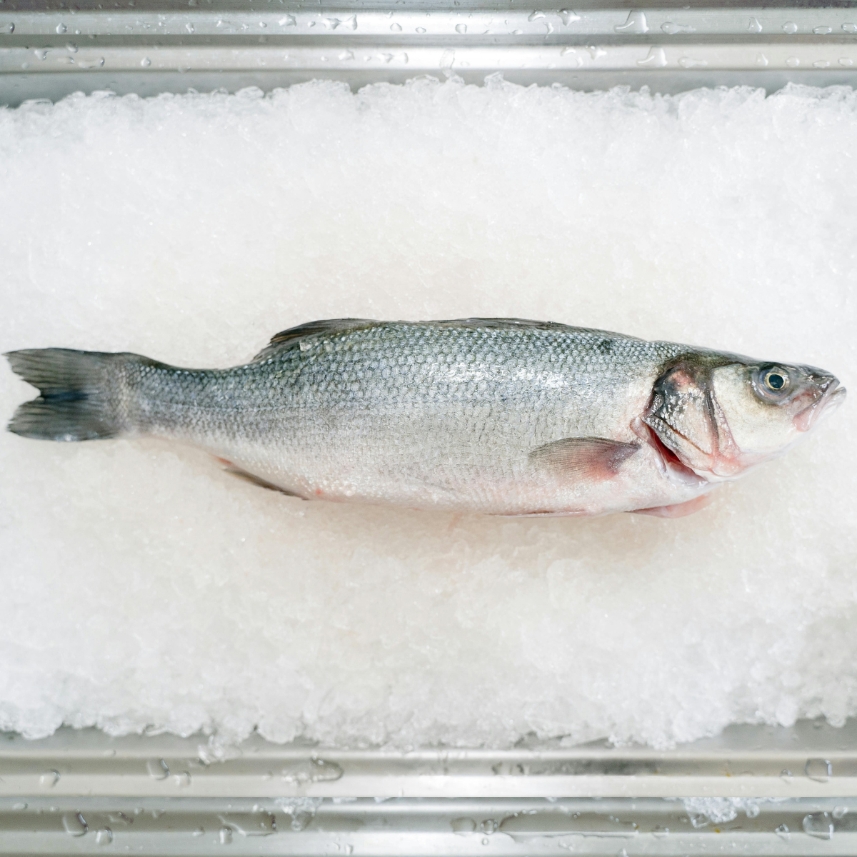 A whole fresh fish with silver-gray scales and a pinkish-red gill area, lying on white crushed ice inside a clear plastic container.