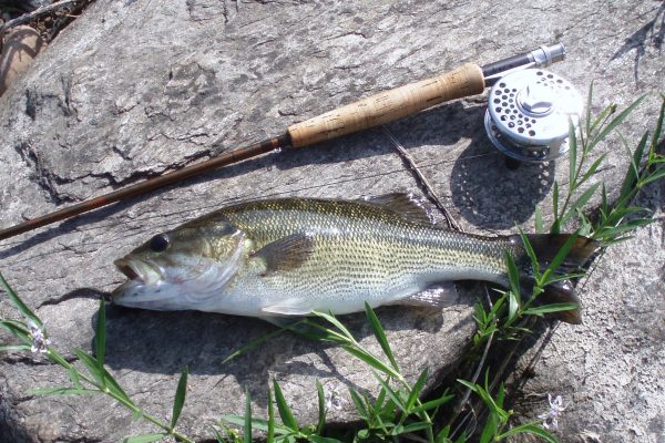 seabass fishing