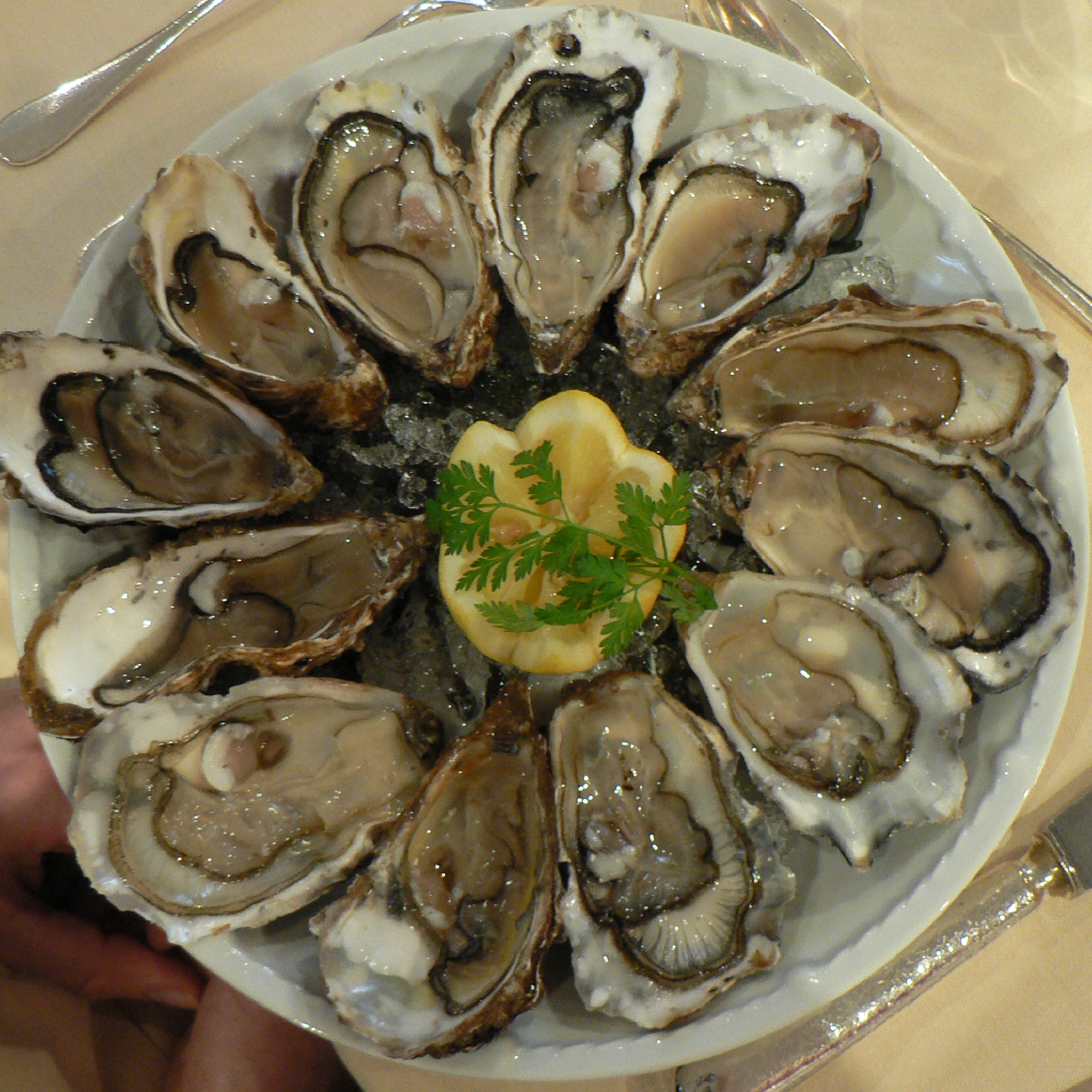Oysters_in_circle_on_plate