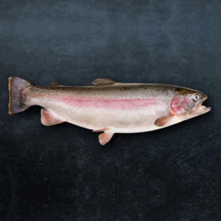 Rainbow Trout