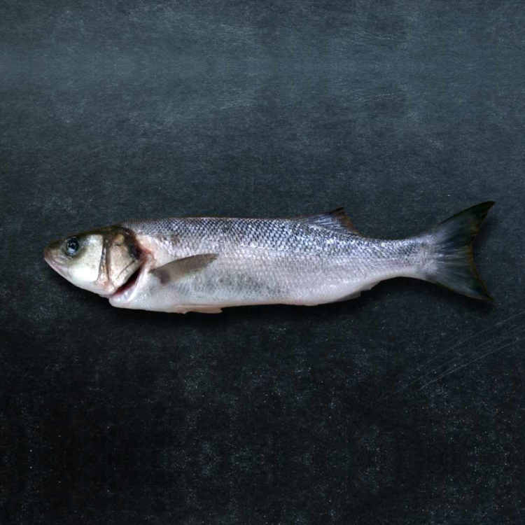 Sea Bass - Image 2
